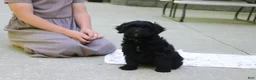 Cavapoo dogs for sale: Sadie - Ad 7