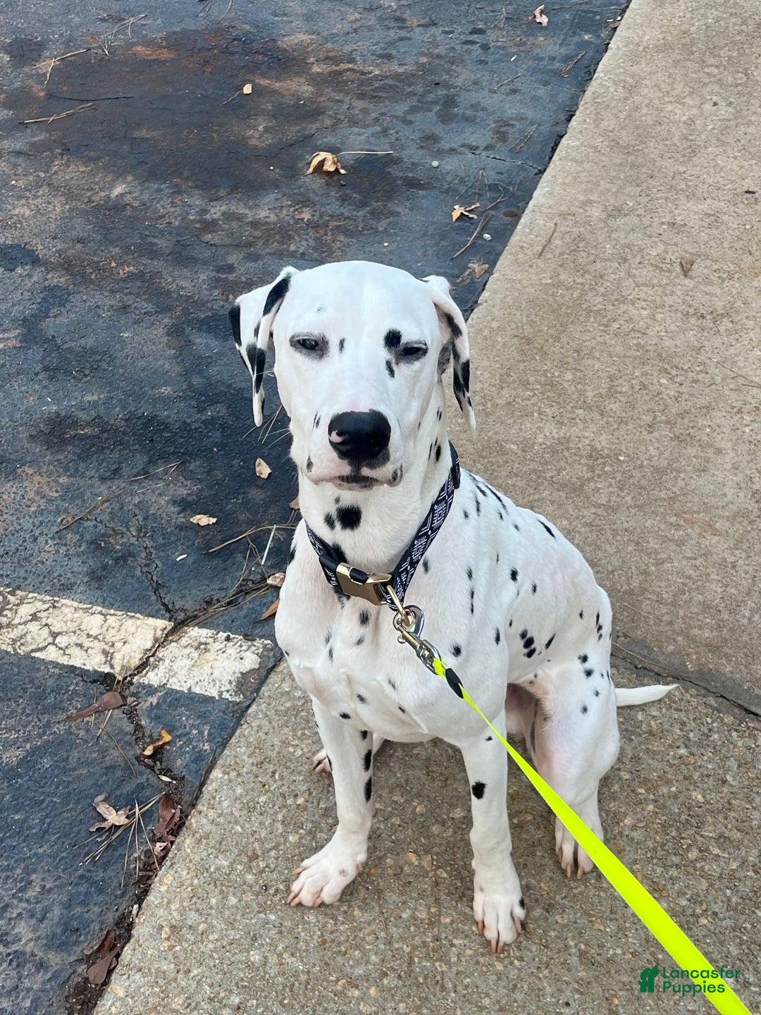 Gallery Image {{count}}