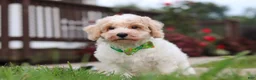 Bichpoo dogs for sale: Benji - Ad 5