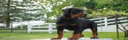 Doberman Pinscher dogs for sale: Molly - Ad 3