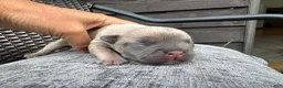 French Bulldog dogs for sale: French Bulldog 1 Male - Ad 7