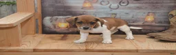 Jug dogs for sale: Faith - Ad 4