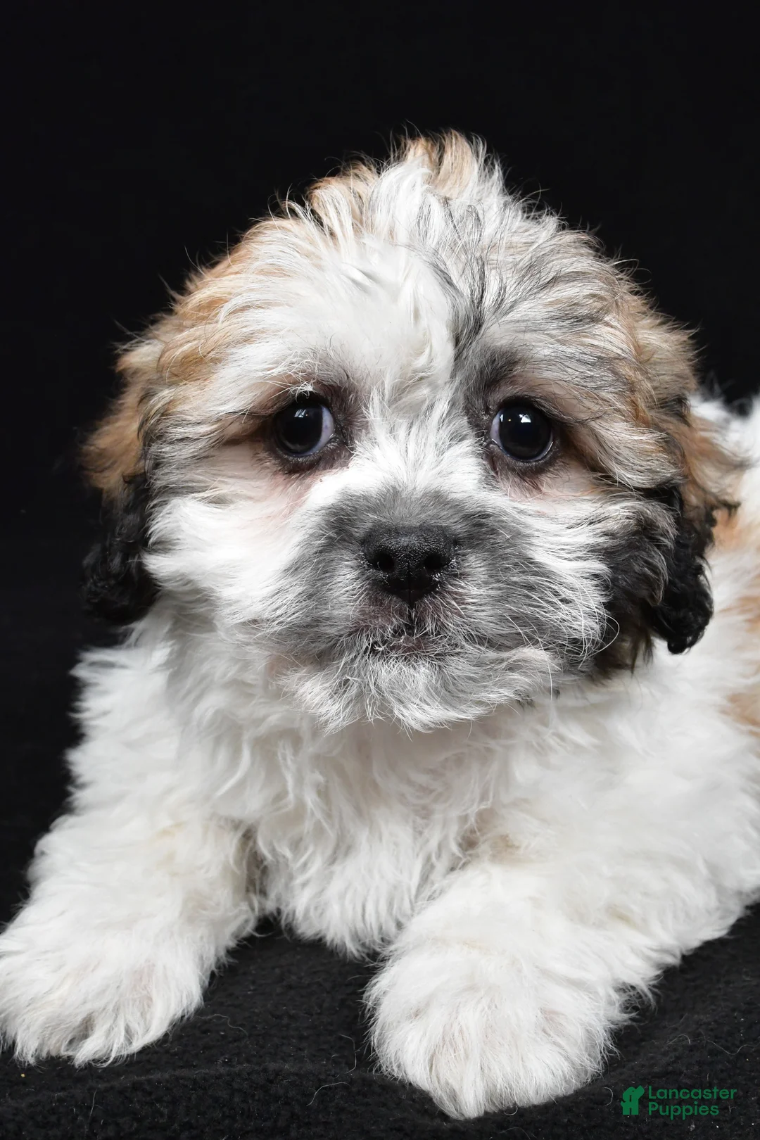 Teddy Bear dogs for sale: Carrie - Ad 3