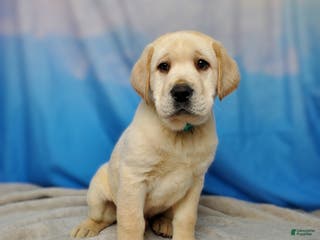 Labrador Retriever dogs King AKC - Ad 29