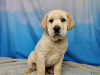 Labrador Retriever dogs King AKC - Ad 39