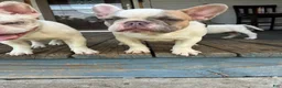 French Bulldog dogs for sale: Peanut  - Ad 2