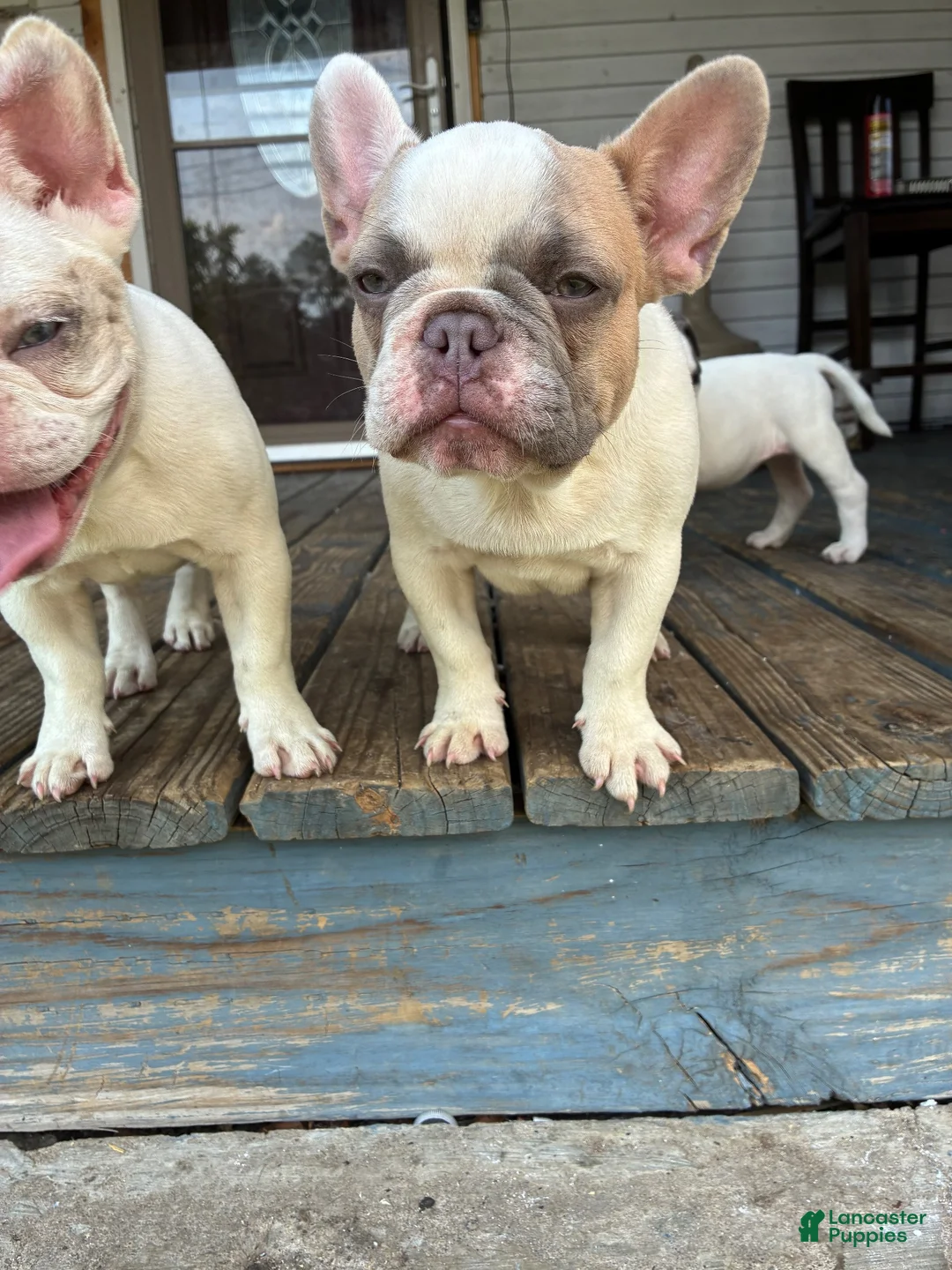 French Bulldog dogs for sale: Peanut  - Ad 2