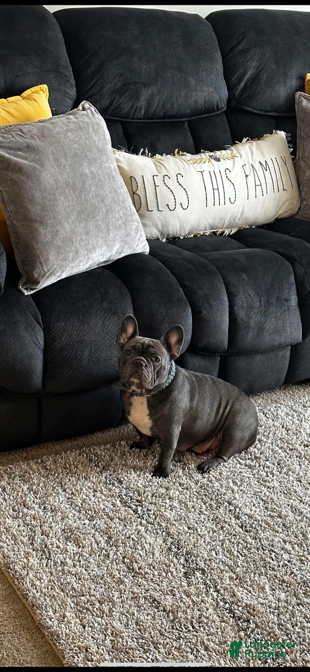 French Bulldog dogs for sale: French Bulldog Puppy 3 - Ad 2