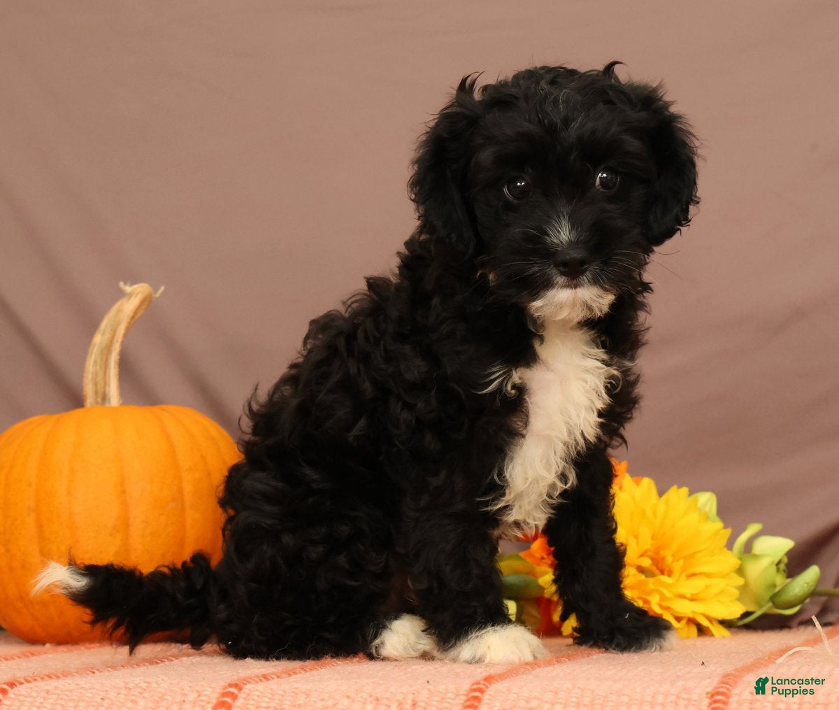 Cavapoo dogs Vaughn - Ad 2