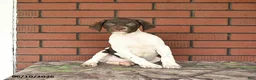 German Shorthaired Pointer dogs for sale: River - Ad 9
