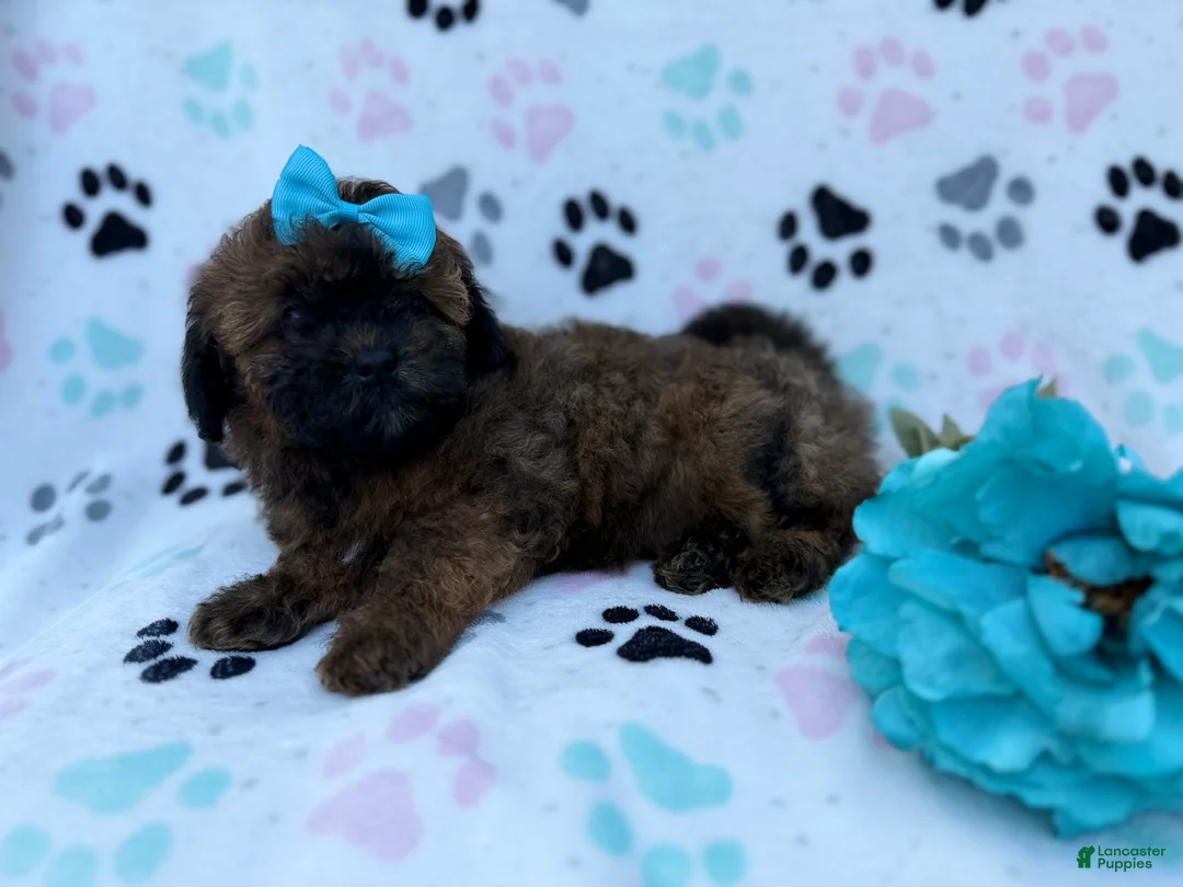 Shihpoo dogs for sale: Stormy - Ad 6