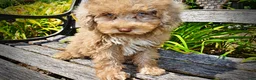 Havapoo dogs for sale: Gorgeous - Ad 6