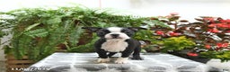 Boston Terrier dogs for sale: Porter - Ad 1