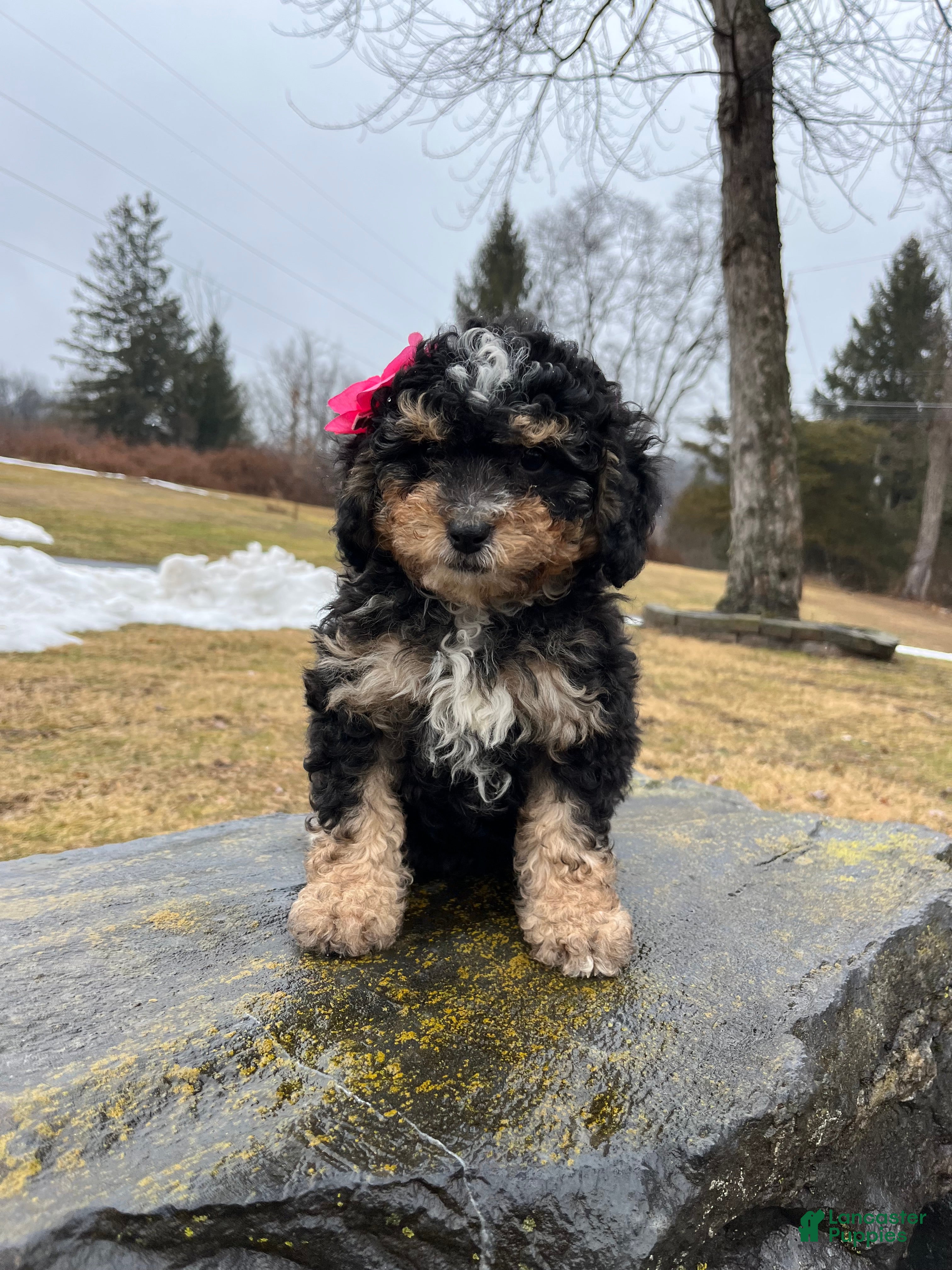 Mini Bernedoodle dogs Tequila  - Ad 1