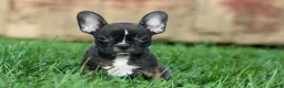 Frenchton dogs for sale: MISTY - Ad 14