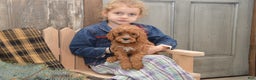 Cavapoo dogs for sale: Kira - Ad 2