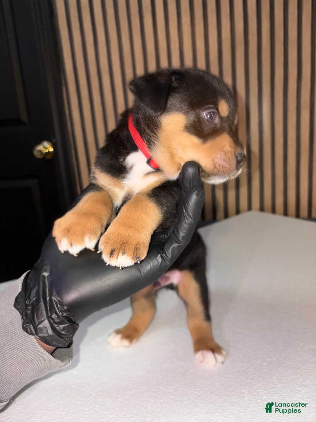 Mixed Breed dogs for sale: Ares - Ad 1