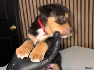 Mixed Breed dogs Ares - Ad 42