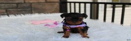 Yorkiepoo dogs for sale: Elsa  - Ad 12