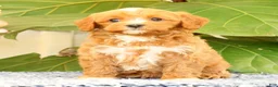 Cavapoo dogs for sale: Anthony - Ad 6