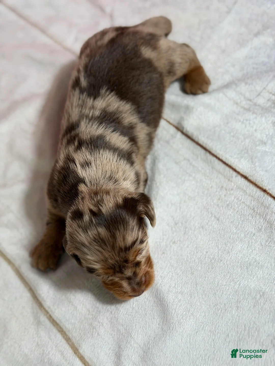Miniature Dachshund dogs for sale: AKC LH Fallon DNA OFA - Ad 4