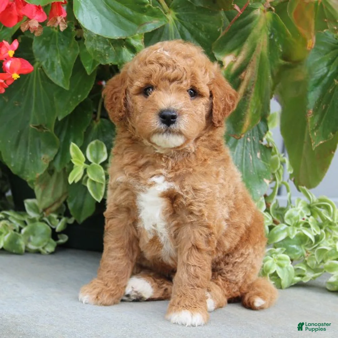 Mini Goldendoodle dogs for sale: Flyn - Ad 1