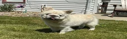 French Bulldog dogs for sale: Snow King Big Rope Fluffy - Ad 9