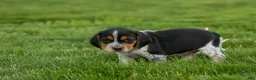 Beagle dogs for sale:  Cash🐶 - Ad 4