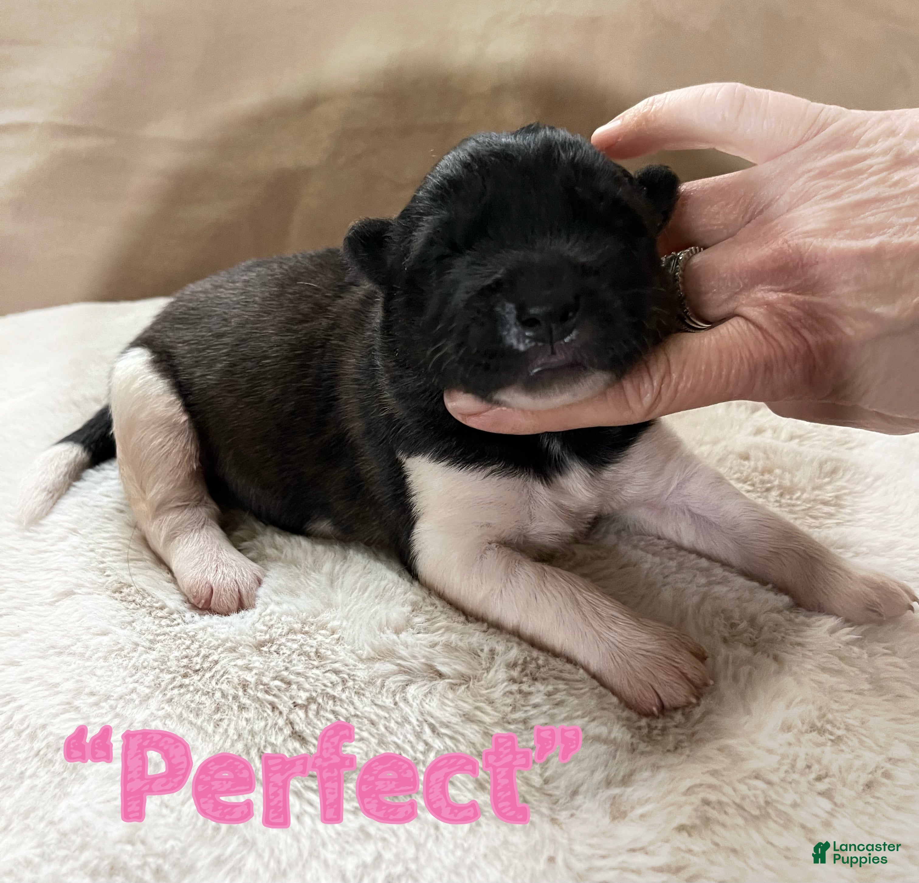 Akita dogs Perfect - Ad 2
