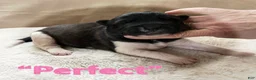 Akita dogs for sale: Perfect - Ad 2