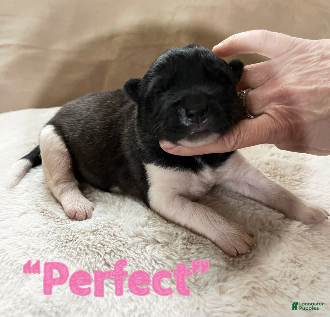 Akita dogs for sale: Perfect - Ad 2