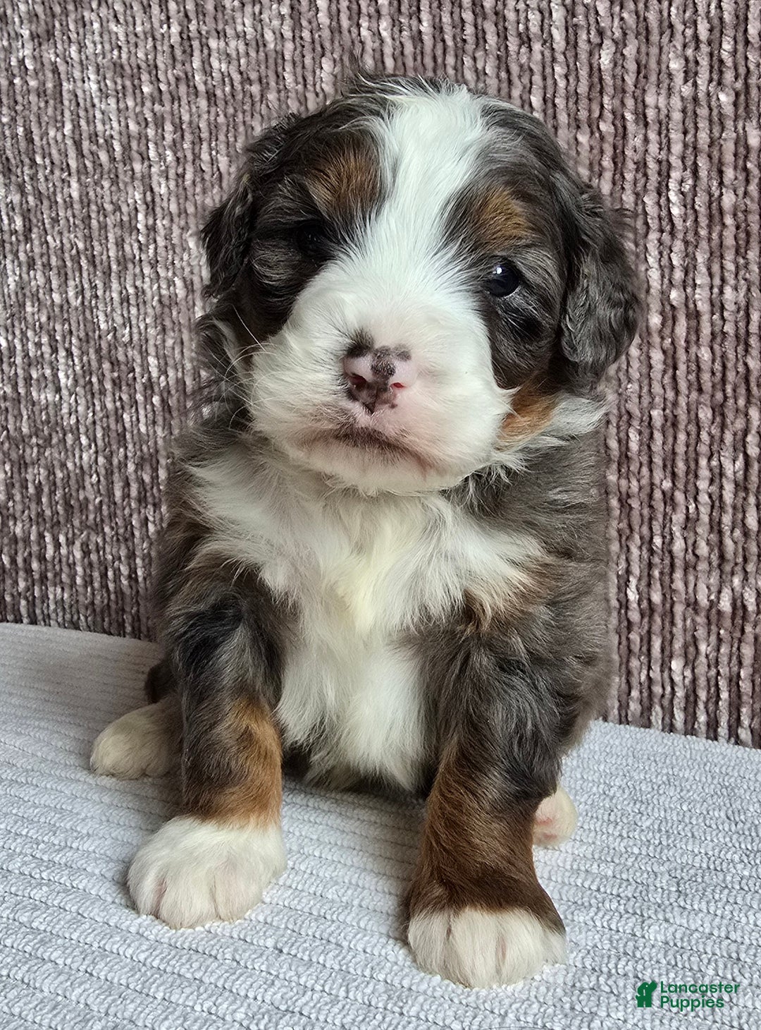 Mini Bernedoodle dogs for sale: Mini Ollie - Ad 10