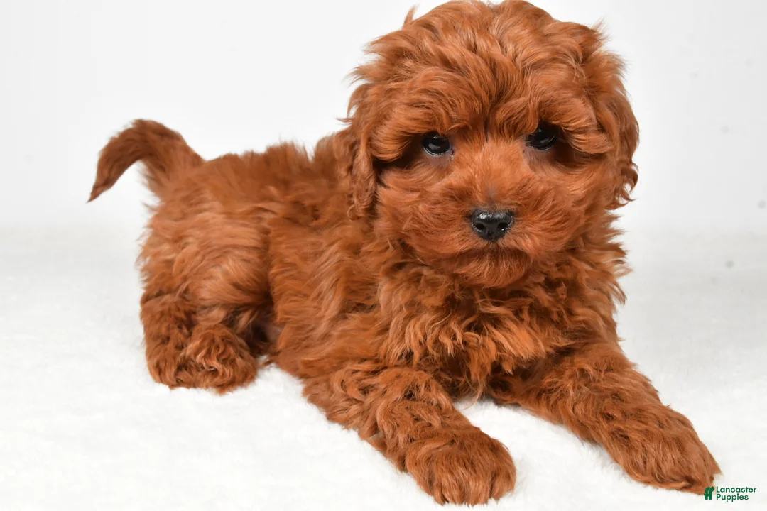 Cavapoo dogs for sale: Hudson - Ad 6