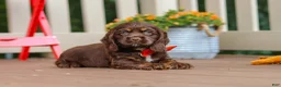 Cocker Spaniel dogs for sale: Asher - Ad 8
