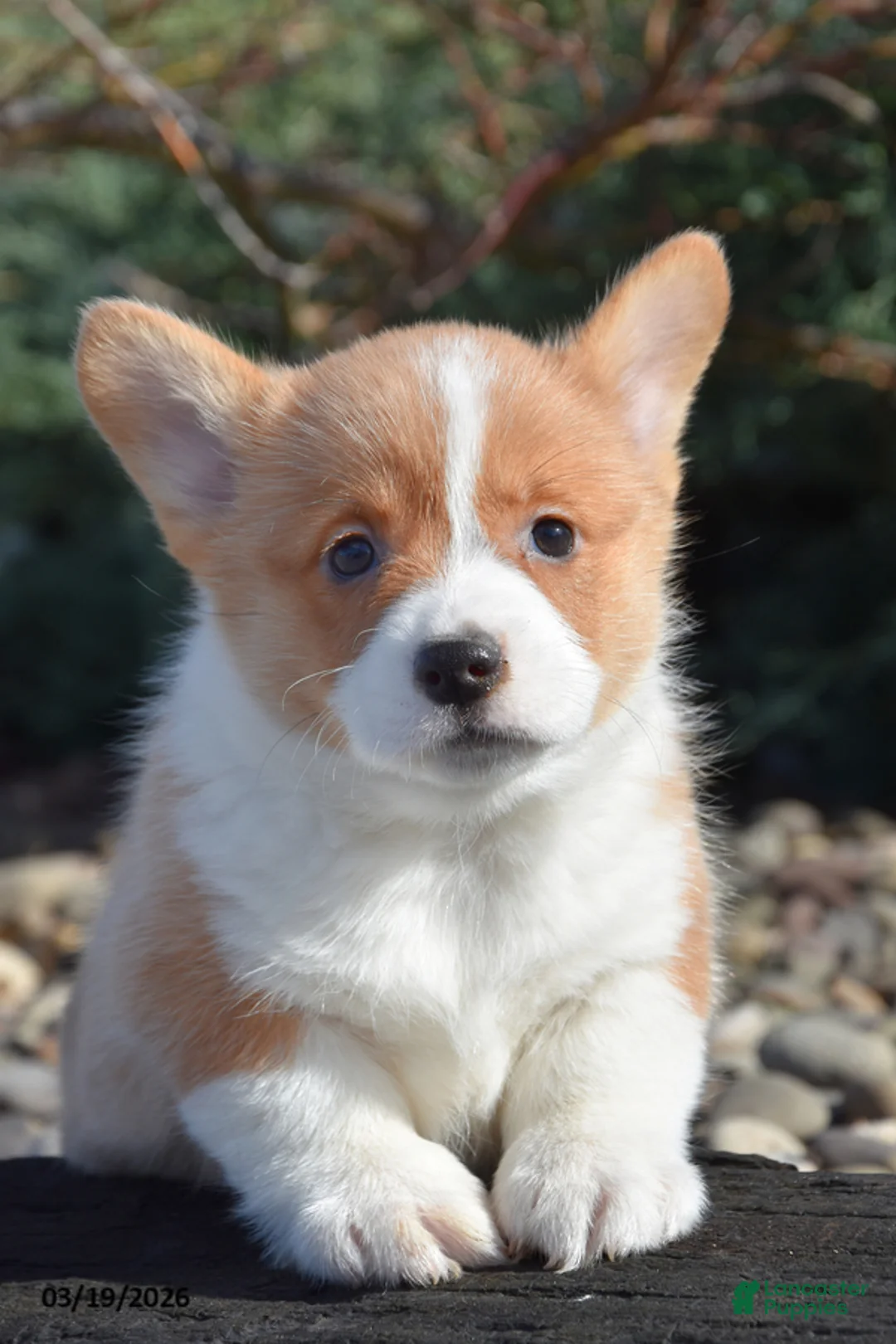 Welsh Corgi Pembroke dogs for sale: Eli - Ad 2