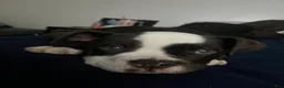 American Bully dogs for sale: American Bully 1 - Ad 7