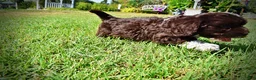 Havapoo dogs for sale: Jackson-LABOR DAY SALE-TAKE $100 OFF!!! - Ad 14
