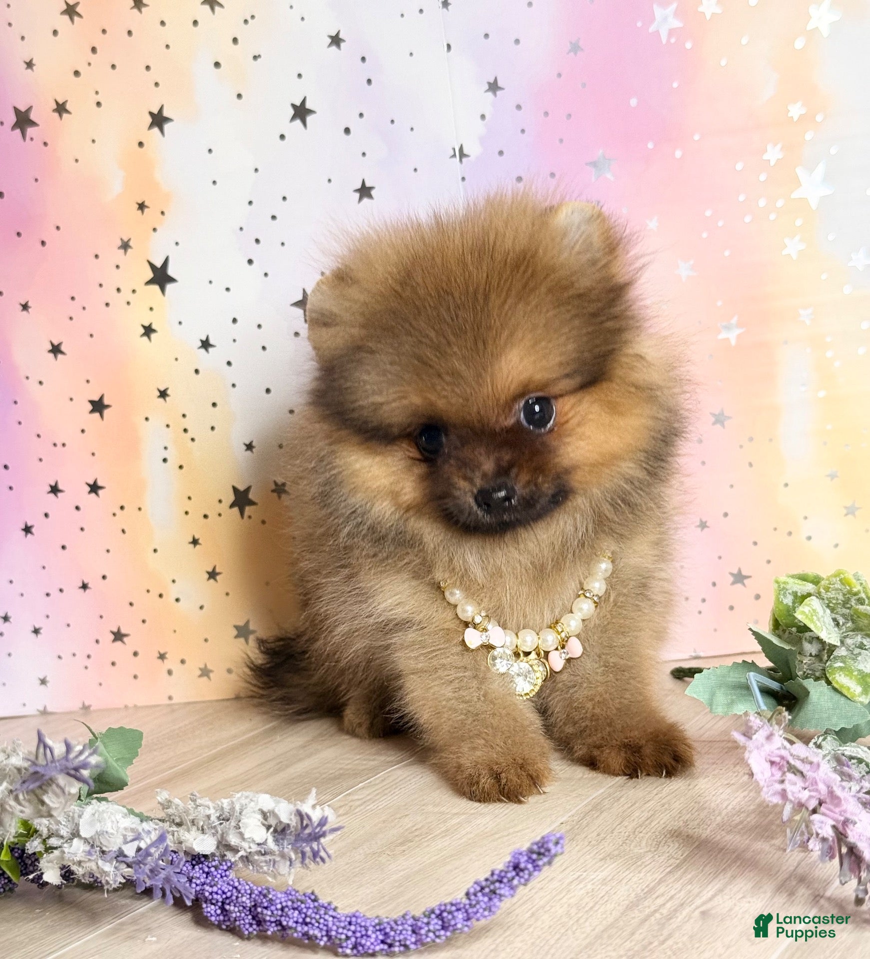 Pomeranian dogs Pomeranian 4 - Ad 13
