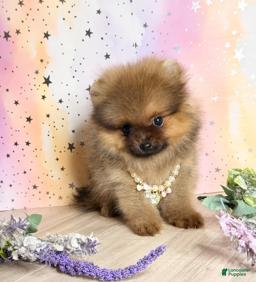 Pomeranian dogs for sale: Pomeranian 4 - Ad 1