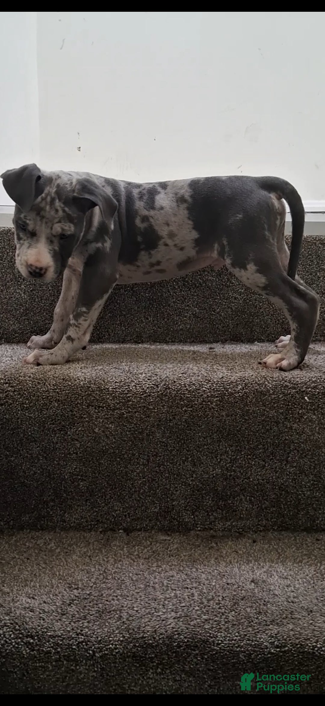 American Bully dogs American Bully Puppy 7 - Ad 32