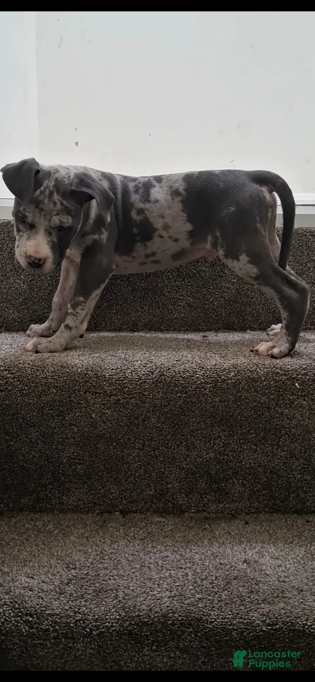 American Bully dogs for sale: American Bully Puppy 7 - Ad 1