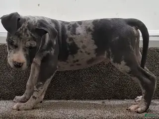 American Bully dogs American Bully Puppy 7 - Ad 32