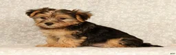 Yochon dogs for sale: Kaden - Ad 3