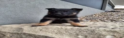 German Shepherd dogs for sale: Sasha - Ad 4