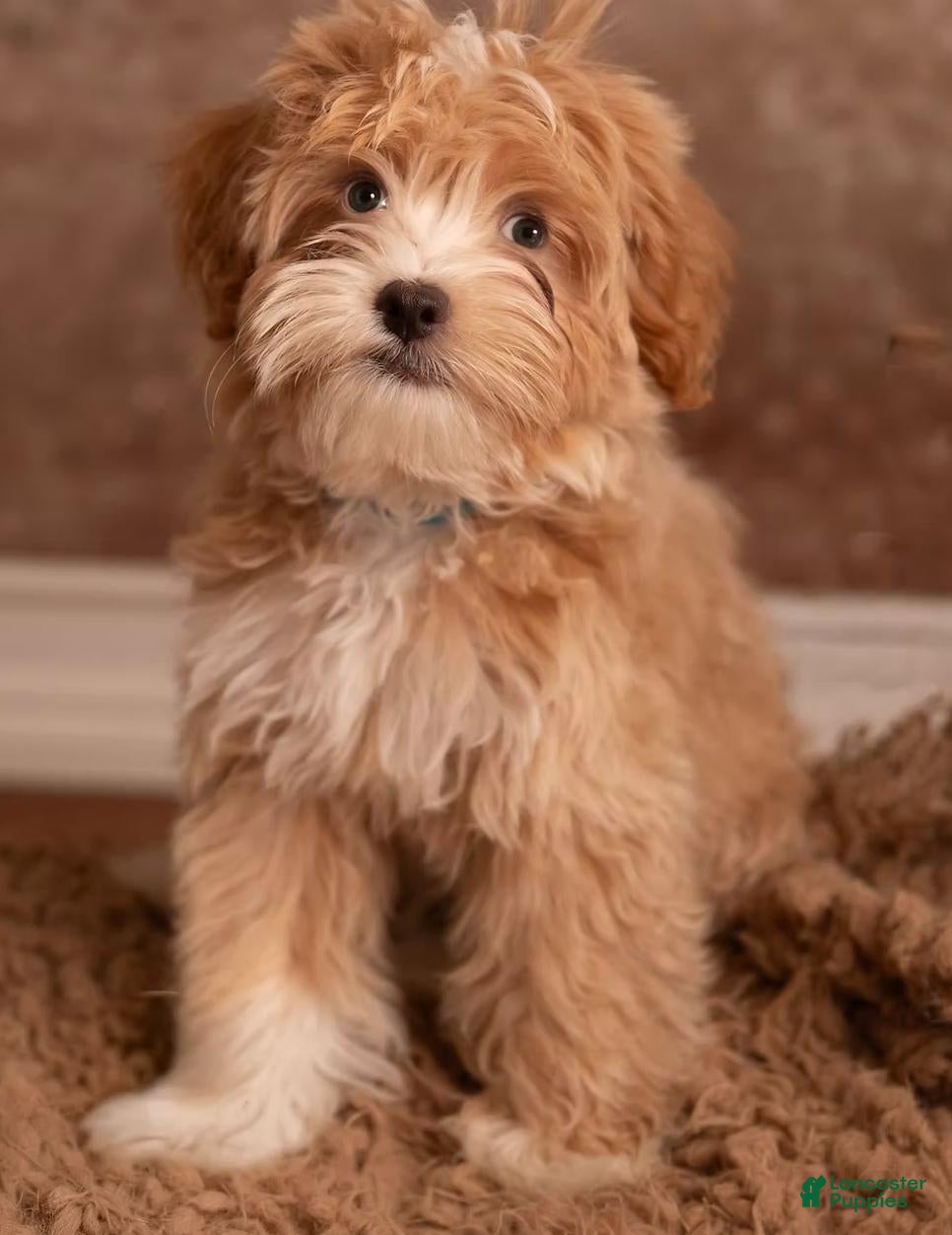 Mini Goldendoodle dogs for sale: Toy Goldendoodle Male - 10lbs Est. Adult Weight - Ad 1