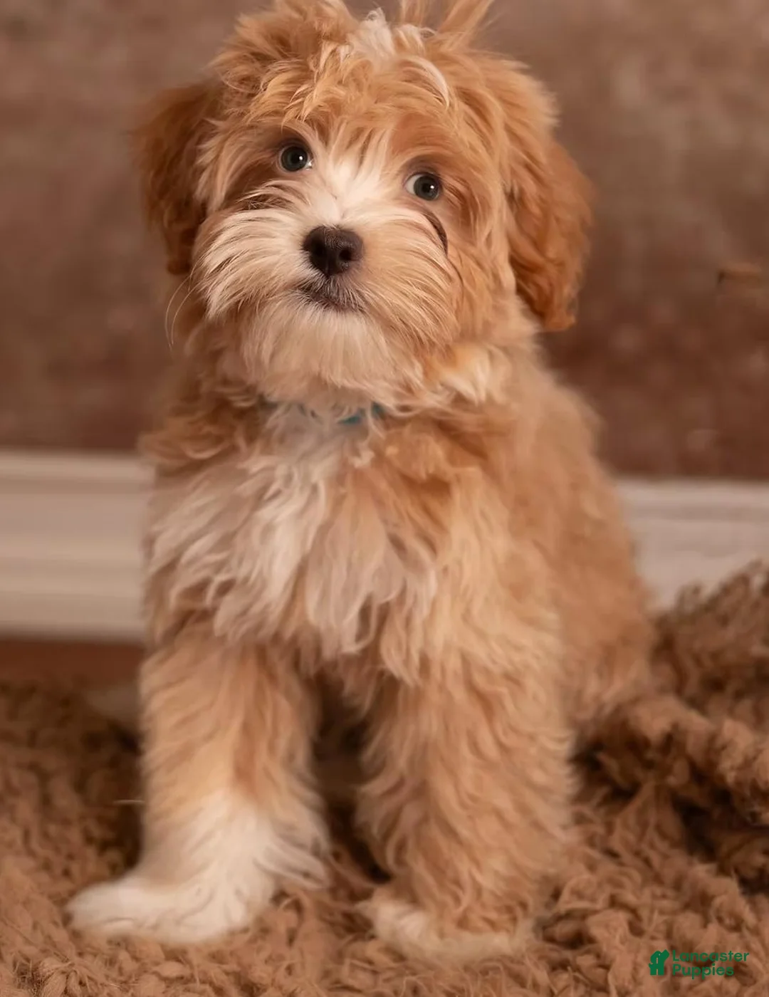 Mini Goldendoodle dogs for sale: Toy Goldendoodle Male - 10lbs Est. Adult Weight - Ad 1