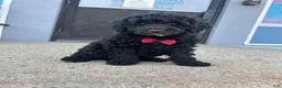 Mini Goldendoodle dogs for sale: Mini Goldendoodle 1 - Ad 2