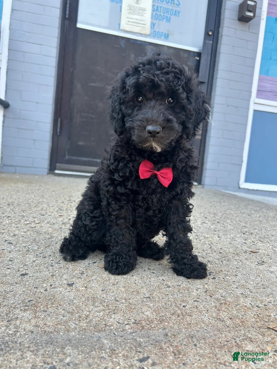 Mini Goldendoodle dogs for sale: Mini Goldendoodle 1 - Ad 2