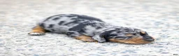 Miniature Dachshund dogs for sale: Colt Miniature Dachshund Puppy  - Ad 3