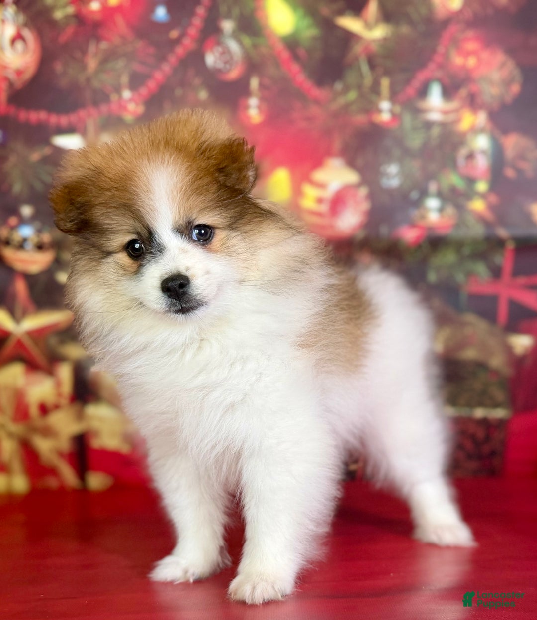 Pomeranian dogs for sale: Nelly - Ad 1